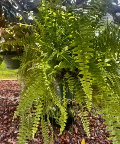 Potted Houseplants for Indoor Decor - Medium & Large Sizes Live Plant - Image 1