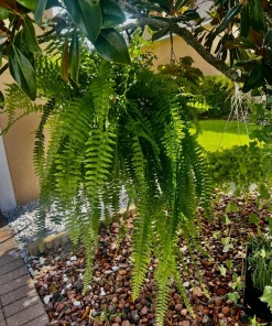 Potted Houseplants for Indoor Decor - Medium & Large Sizes Live Plant - Image 3
