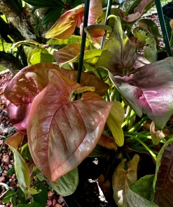 Potted Houseplants for Indoor Decor - Medium & Large Sizes Live Plant - Image 4