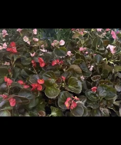 Potted Houseplants for Indoor Decor - Medium & Large Sizes Live Plant - Image 5