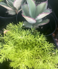 Potted Houseplants for Indoor Decor - Medium & Large Sizes Live Plant - Image 6