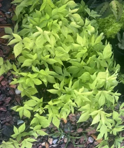 Potted Houseplants for Indoor Decor - Medium & Large Sizes Live Plant - Image 8