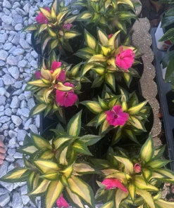 Potted Houseplants for Indoor Decor - Medium & Large Sizes Live Plant - Image 9