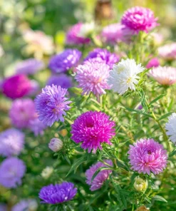 Powder Puff China Aster Seeds Mix - 200 Heirloom Seeds for Gardens & Cut Flowers - Image 2