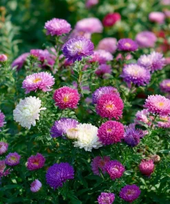 Powder Puff China Aster Seeds Mix - 200 Heirloom Seeds for Gardens & Cut Flowers - Image 3