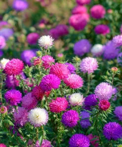 Powder Puff China Aster Seeds Mix - 200 Heirloom Seeds for Gardens & Cut Flowers - Image 5