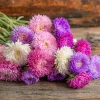 Powder Puff China Aster Seeds Mix - 200 Heirloom Seeds for Gardens & Cut Flowers - Image 1