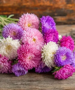 Powder Puff China Aster Seeds Mix - 200 Heirloom Seeds for Gardens & Cut Flowers - Image 1