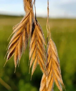Prairie Brome Seeds - 100 Arctic Brome Ornamental Grass Seeds Bromus Kalmii - Image 2