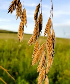 Prairie Brome Seeds - 100 Arctic Brome Ornamental Grass Seeds Bromus Kalmii - Image 3
