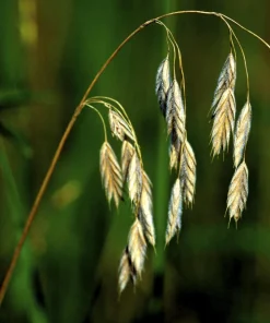 Prairie Brome Seeds - 100 Arctic Brome Ornamental Grass Seeds Bromus Kalmii - Image 4