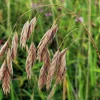 Prairie Brome Seeds - 100 Arctic Brome Ornamental Grass Seeds Bromus Kalmii - Image 1