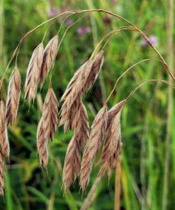Prairie Brome Seeds - 100 Arctic Brome Ornamental Grass Seeds Bromus Kalmii - Image 1