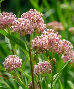 Prairie Milkweed Seeds – 20 Count – Native Perennial for Monarchs - Image 3