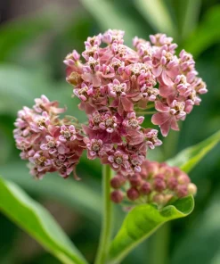 Prairie Milkweed Seeds – 20 Count – Native Perennial for Monarchs - Image 4