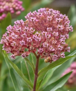 Prairie Milkweed Seeds – 20 Count – Native Perennial for Monarchs - Image 5