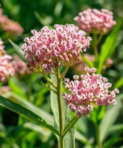 Prairie Milkweed Seeds – 20 Count – Native Perennial for Monarchs - Image 6