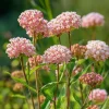 Prairie Milkweed Seeds – 20 Count – Native Perennial for Monarchs - Image 1