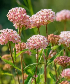 Prairie Milkweed Seeds – 20 Count – Native Perennial for Monarchs - Image 1