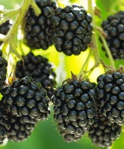 Prime Ark 45 Thornless Blackberry Live Plant - 1-2 Year Old - Very Good Yields - Outdoor - Image 2
