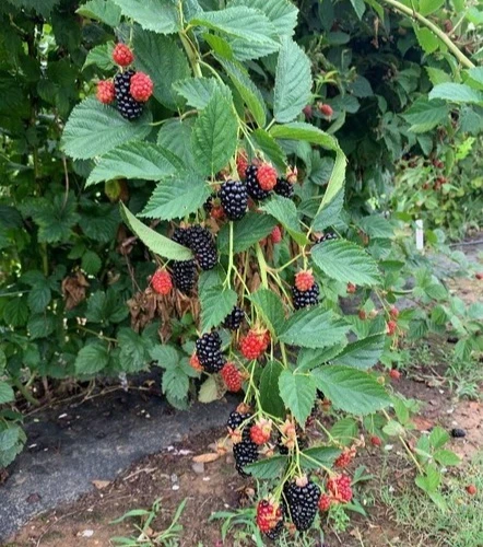 Prime Ark 45 Thornless Blackberry Live Plant - 1-2 Year Old - Very Good Yields - Outdoor - Image 4