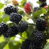 Prime Ark 45 Thornless Blackberry Live Plant - 1-2 Year Old - Very Good Yields - Outdoor - Image 1