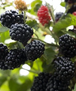 Prime Ark 45 Thornless Blackberry Live Plant - 1-2 Year Old - Very Good Yields - Outdoor - Image 1