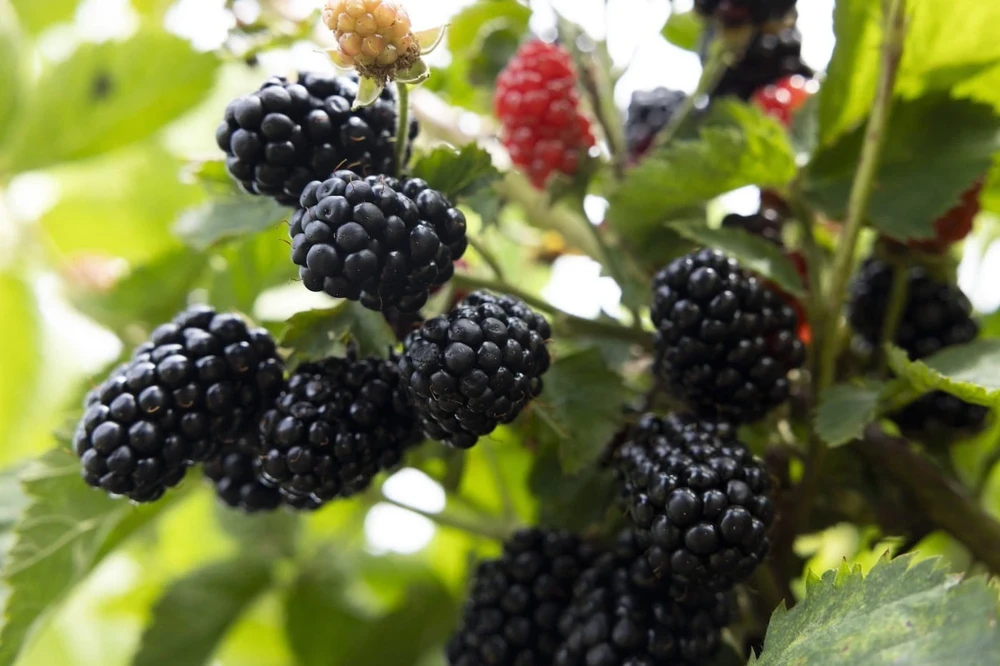 Prime Ark 45 Thornless Blackberry Live Plant - 1-2 Year Old - Very Good Yields - Outdoor - Image 1