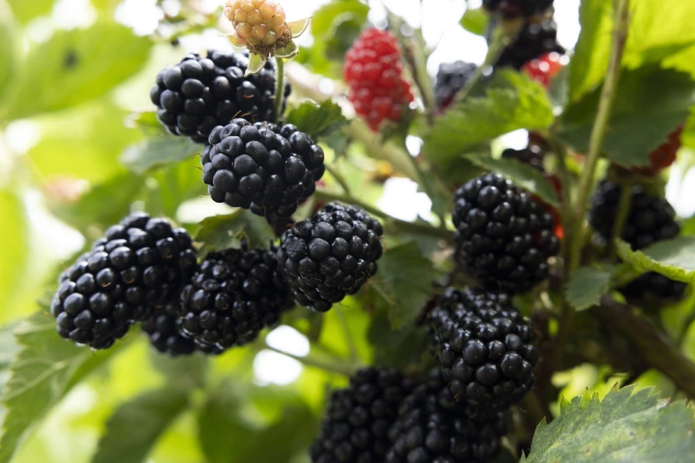 Prime Ark 45 Thornless Blackberry Live Plants - 2 Pack, 1-2 Year Old, Outdoor - Image 2