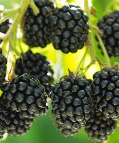 Prime Ark 45 Thornless Blackberry Live Plants - 2 Pack, 1-2 Year Old, Outdoor - Image 3