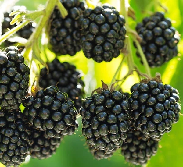 Prime Ark 45 Thornless Blackberry Live Plants - 2 Pack, 1-2 Year Old, Outdoor - Image 3