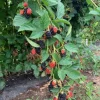 Prime Ark 45 Thornless Blackberry Live Plants - 2 Pack, 1-2 Year Old, Outdoor - Image 1