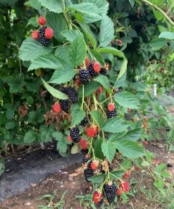 Prime Ark 45 Thornless Blackberry Live Plants - 2 Pack, 1-2 Year Old, Outdoor - Image 1
