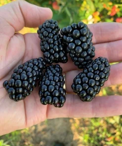 Prime Ark Horizon Thornless Blackberry Live Plant - 1-2 Year Old, Outdoor - Image 2