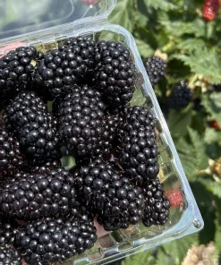 Prime Ark Horizon Thornless Blackberry Live Plant - 1-2 Year Old, Outdoor - Image 3