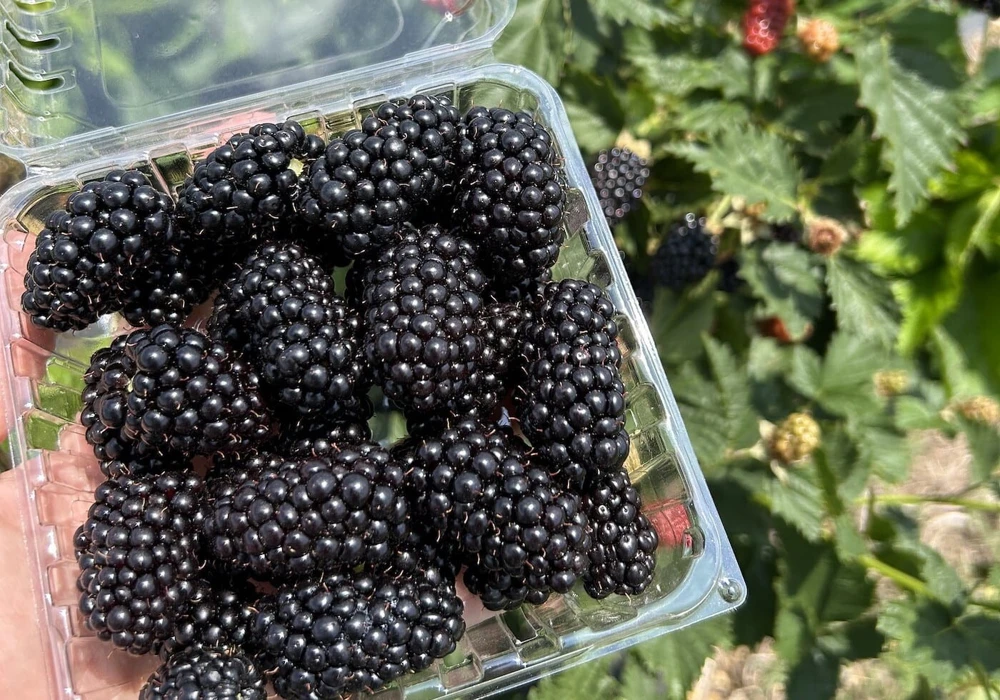 Prime Ark Horizon Thornless Blackberry Live Plant - 1-2 Year Old, Outdoor - Image 3