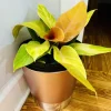 Prince of Orange Philodendron Live Plant - Vibrant Foliage Houseplant - Image 1