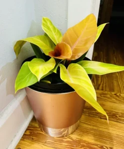 Prince of Orange Philodendron Live Plant - Vibrant Foliage Houseplant - Image 1