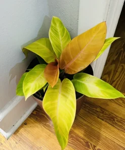 Prince of Orange Philodendron Live Plant - Vibrant Foliage Houseplant - Image 2