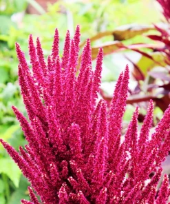 Prince's Feather Amaranthus Oeschberg Purple Red Flower Herb Seeds - 250 Seeds - Image 4