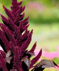 Prince's Feather Amaranthus Oeschberg Purple Red Flower Herb Seeds - 250 Seeds - Image 6