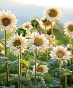 Pro Cut White Lite Sunflower Seeds – Pollen-Free Pale Lemon Blooms – 20 Seeds – Outdoor - Image 2