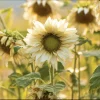 Pro Cut White Lite Sunflower Seeds – Pollen-Free Pale Lemon Blooms – 20 Seeds – Outdoor - Image 1