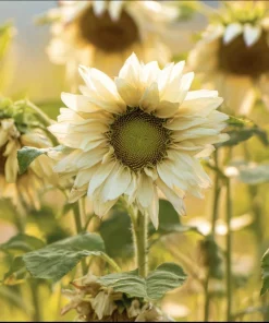 Pro Cut White Lite Sunflower Seeds – Pollen-Free Pale Lemon Blooms – 20 Seeds – Outdoor - Image 1