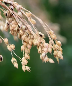 Proso Millet Seeds - 200 White Common Panicum Miliaceum Grass Seeds - Image 2