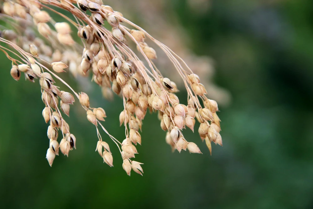Proso Millet Seeds - 200 White Common Panicum Miliaceum Grass Seeds - Image 2