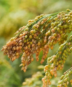 Proso Millet Seeds - 200 White Common Panicum Miliaceum Grass Seeds - Image 3
