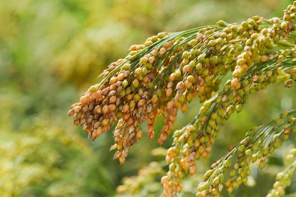 Proso Millet Seeds - 200 White Common Panicum Miliaceum Grass Seeds - Image 3