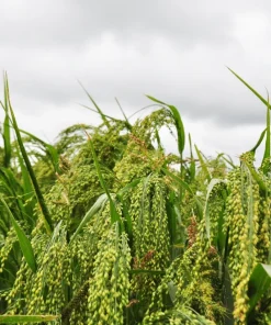 Proso Millet Seeds - 200 White Common Panicum Miliaceum Grass Seeds - Image 4