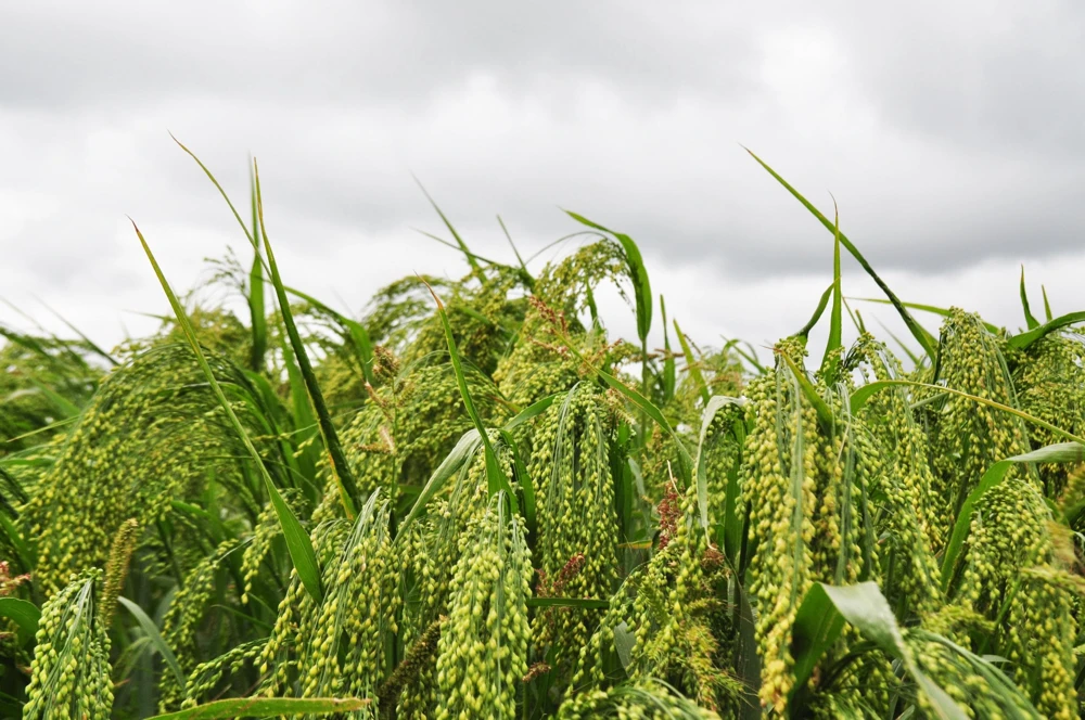 Proso Millet Seeds - 200 White Common Panicum Miliaceum Grass Seeds - Image 4